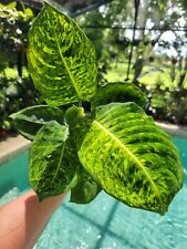 Dieffenbachia reflector for sale  Windermere