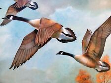 Canada geese ruane for sale  GAINSBOROUGH