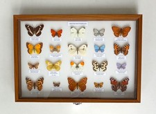 Collction british butterflise for sale  EASTLEIGH