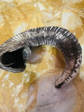 corno muflone usato corno muflone usato  Lanusei