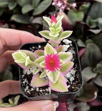 Variegated baby sun for sale  Garden Grove