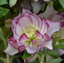 Lenten rose plant for sale  LONDON