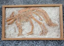 Cadre empreinte dinosaure d'occasion  Saint-Félix-Lauragais
