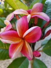 Frangipani plumeria temptation gebraucht kaufen  Pfaffenhofen a.d.Ilm