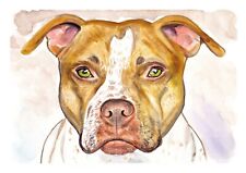 Pit bull terrier usato  Villaricca