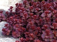 Stonecrop voodoo live for sale  Gate City