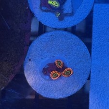 Vegas strips zoa for sale  Staten Island