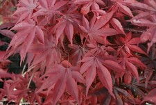 Japanese maple emperor for sale  USA