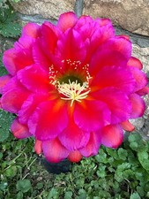Ibrido trichocereus ka2021.156 usato  Spedire a Italy