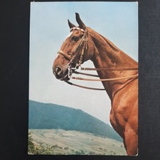 Pferdepostkarte pferd popp gebraucht kaufen  Beeskow