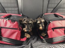 Sleepypod air pet for sale  LONDON