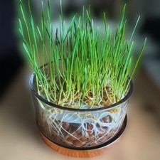 Microgreen pros hydroponic for sale  LONDON