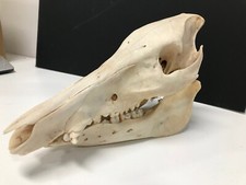 Echte xxl wildschwein gebraucht kaufen  Hamburg