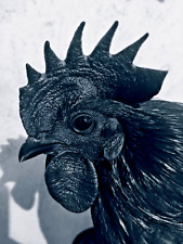 Ayam cemani hatching for sale  Shipping to Ireland