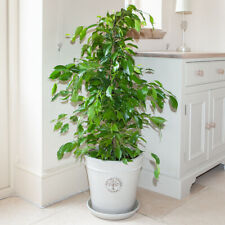 Ficus benjamina exotica for sale  PETERBOROUGH