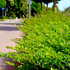 Lonicera nitida hedging for sale  NEWTOWNARDS