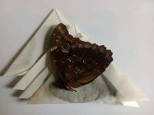 5 MORPHO DIDIUS ssp A1/A1- Dados masculinos Peru. EXCELENTE PREÇO!!  ESTOQUE LIMITADO! comprar usado  Enviando para Brazil