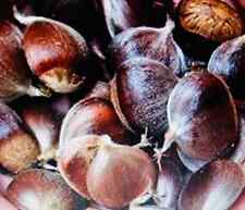 18pcs american chestnuts for sale  Sugar Land