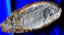 Super poisson fossile d'occasion  La Roche-sur-Yon