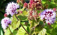 Mentha aquatica water for sale  ST. AUSTELL