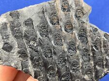 Carboniferous sigillaria bark gebraucht kaufen  Saarbrücken