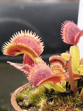 Venus flytrap scarlitine for sale  GRIMSBY
