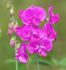 Perennial sweet pea for sale  NOTTINGHAM