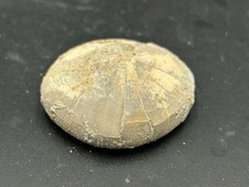 Texas fossil echinoid for sale  Burleson