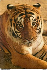Animaux fauves tigre d'occasion  Fruges