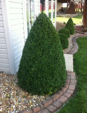 boxwood green mountain for sale boxwood green mountain for sale Mcminnville
