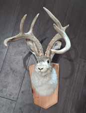 Jackalope real antlers for sale  Middleburg