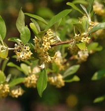 Wierzba oleista srebrna 60-80cm - Elaeagnus commutata na sprzedaż  Wysyłka do Poland