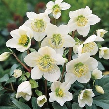 Helleborus niger christmas for sale  GLASGOW