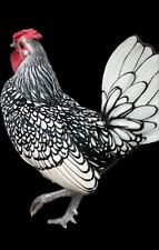 old english game bantams for sale  Jacksonville