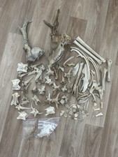Deer pigeon vole for sale  ALDERSHOT