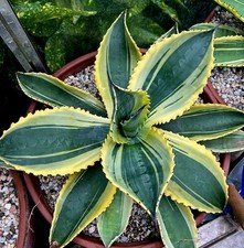 Agave ripple effect usato Agave ripple effect usato  Massafra