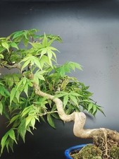 Bonsai acero giapponese. usato  Cison di Valmarino
