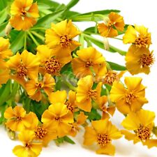 Tagetes aztekische würztagete gebraucht kaufen  Eichstätt