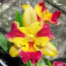 Orchid cattleya burana for sale  USA