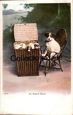 Dog jack russel for sale  PRESTON