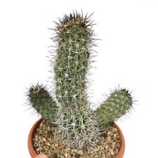 Copiapoa bridgesii h12 usato  Napoli