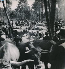 SANTA LUZIA c. 1950 - Marché aux Bestiaux Portugal - NV 221 comprar usado  Enviando para Brazil