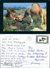 Chameau jem tiere gebraucht kaufen  Ortrand