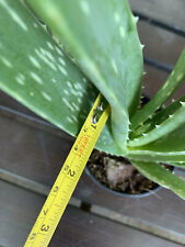 Large aloe vera for sale  Houma