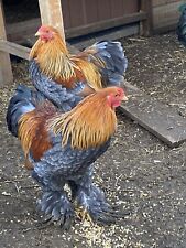 Blue partridge brahmas for sale  ALFORD