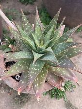 Soap aloe cactus for sale  Nicasio