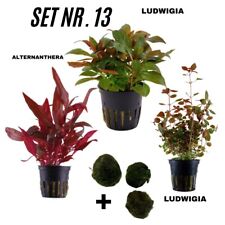 Sahawa aquarienpflanzen topfpf gebraucht kaufen  Neukirchen/Erzgeb.