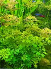 Aquarium mega angebot gebraucht kaufen  Salzhemmendorf