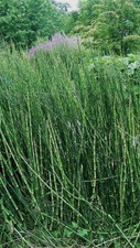 Equisetum giganteum giant for sale  Reddick