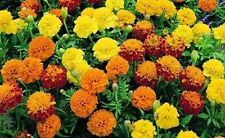 Flower marigold dwarf for sale  SALISBURY